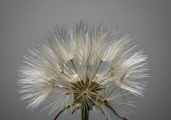 Close-Up Photo of a Fluffy White Dandelion Seed Head Against a Gray Background