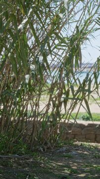 Arundo donax growing in sunny torrevieja, spain with beach background, displaying tall green reeds and bright blue sky in serene outdoor environment.