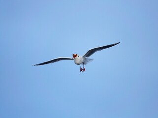 Black-headed Gull in action