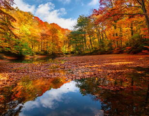 Obraz premium A serene forest scene showcases the vibrant colors of autumn foliage reflecting beautifully on the still water of a quiet lake under a bright blue sky.