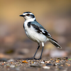 Germany, Portrait of white wagtail (Motacilla alba) standing outdoors