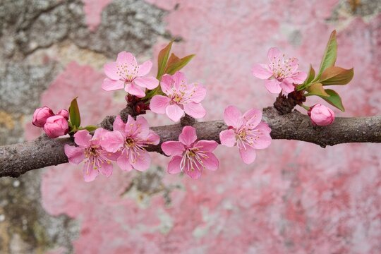 Delicate pink blossoms on a branch against a textured wall - Powered by Adobe