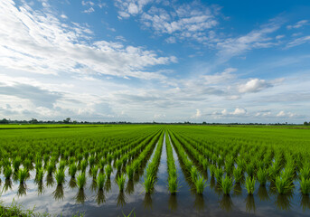 Green rice paddy field under cloudy sky