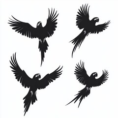 Obraz premium silhouettes of four parrots in various flying poses with wings spread wide on a white background