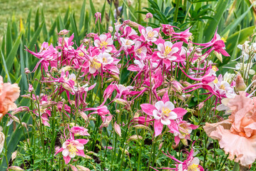 Obraz premium Schreiners Iris Gardens in Salem Oregon