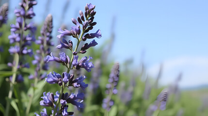 Obraz premium ape su fiore di salvia