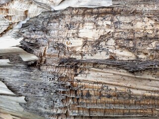 Intricate Dry Fibrous Plant Stem Texture
