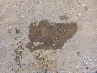 Deer Tracks in Dirt with Water Puddle