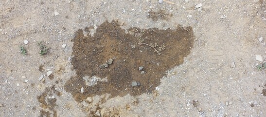 Deer Tracks in Dirt with Water Puddle