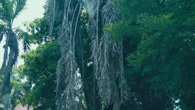 Traveler palm or traveler tree is growing alongside coconut and other trees in the temple garden of Wat Na Phra Meru Buddhist temple in Ayutthaya, Thailand. Shot in motion