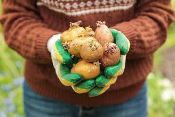 Planting potato seeds. Farmer hands in gloves with seed sprout potatoes in spring garden on sun in sunlight close up macro. Growing vegetables, agriculture