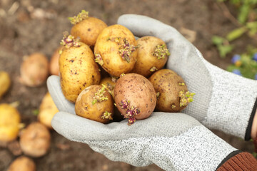 Farmer planting yellow potato in soil ground in garden. Hands in gloves with sprout potatoes close up macro. Growing organic vegetables