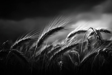 Black and white photograph of wheat stalks swaying gently in the wind, capturing the essence of nature's beauty and the tranquility of rural landscapes