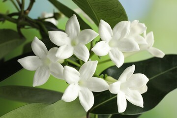 Beautiful jasmine plant with flowers on blurred background, closeup
