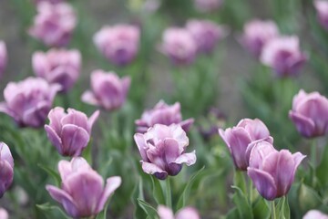 Many beautiful flowers growing outdoors, selective focus