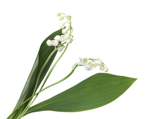 Fototapeta premium Beautiful fragrant lily-of-the-valley flowers isolated on white