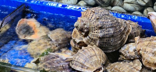 A vivid underwater moment of sea snails resting in a calm tank, evoking the ocean's rhythm