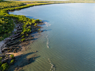 Group of pelicans swimming together off a rocky shoreline