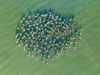 Aerial view of a tightly grouped flock of pelicans floating on green water.