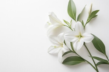 White lilies on white background