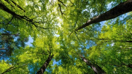 Obraz premium Forest canopy, looking up, towering trees