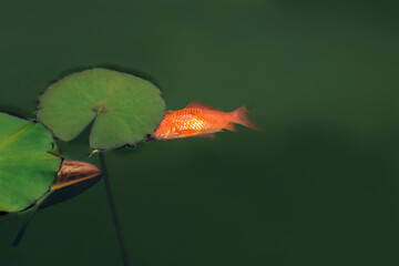 Dead goldfish floats near lily pad on water surface depicting sadness concepts and health problems...