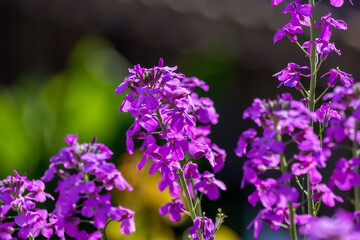 Inflorescences of bright pink wildflower on blurred background. Hesperis matronalis, Dame's Rocket