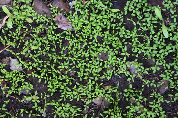 HOJAS OTOÑO CUBRESUELOS MURALLAS ENREDADERAS PASTO 