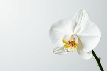 Delicate white orchid blossom against pure white background, delicate, soft, fragile
