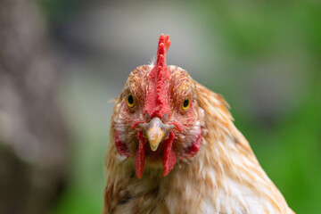 真っ直ぐにこちらを見つめる鶏のアップ