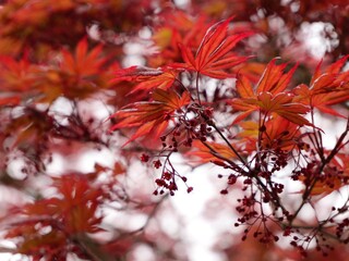Spring leaves of the Japanese maple (Acer palmatum), palmate maple or smooth Japanese maple cultivar. Central Alps, Varallo, Italy