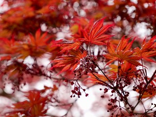 Spring leaves of the Japanese maple (Acer palmatum), palmate maple or smooth Japanese maple cultivar. Central Alps, Varallo, Italy
