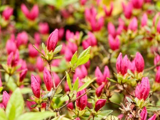 Azaleas cultivars are flowering shrubs in the genus Rhododendron, particularly the former sections Tsutsusi (evergreen) and Pentanthera (deciduous). Central Alps, Varallo, Italy