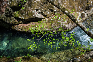 山梨県西沢渓谷渓流の上の青モミジ