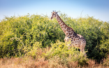 Giraffe in the wild