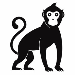 monkey on white background