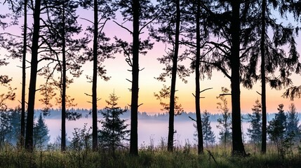Misty Sunrise in Pine Forest