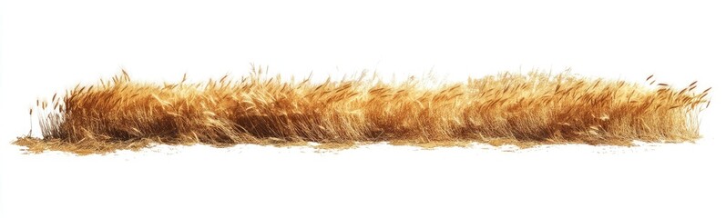 Horizontal field of dried golden grasses