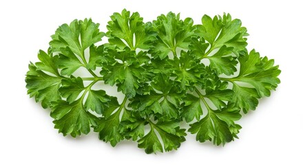 Fototapeta premium Photo of Fresh Green Parsley Herb Isolated on White Background