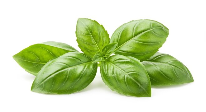 Photo of Fresh Green Basil Leaves Herb Plant Isolated on White Background