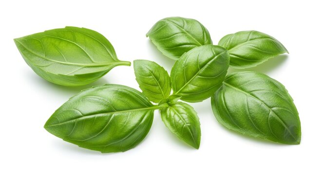 Photo of Fresh Green Basil Leaves Isolated on a White Background