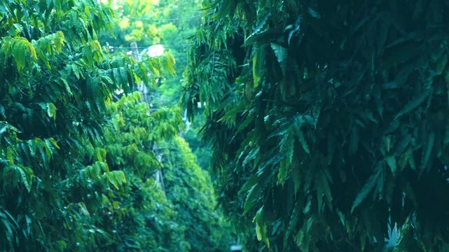 A quiet alley of tropical banana and mango and other exotic plants and trees with dark and light green leaves and shaped crowns. Shot in motion. Follow focus