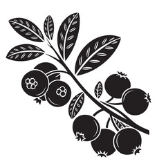 Cranberry silhouette vector image