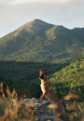 A Malinois gazes out over a scenic valley with rolling hills and the ocean in the distance. The...