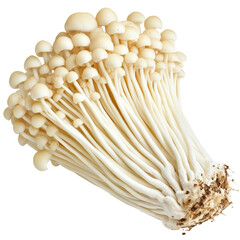 Enoki Mushrooms Isolated On white. Fresh Edible Ingredient For Japanese Or Asian Cuisine