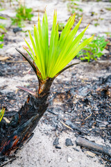 Palm sprouts