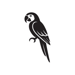silhouette of macaw bird