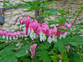 It's a bleeding heart in full bloom
