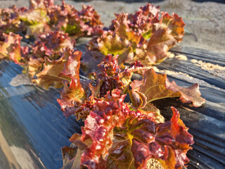 This is a field planted with red lettuce.