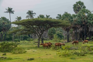 Wild horses and donkeys in Mannar Island, Sri Lanka 